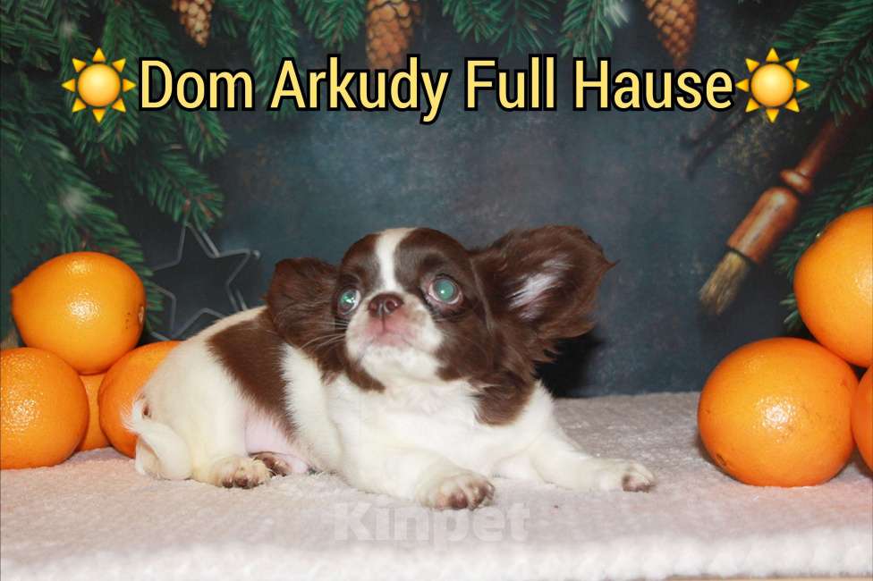 Собаки в Москве: Шоколадный Красавчик  Мальчик, 50 000 руб. - фото 4