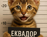 Кошки в Екатеринбурге: Котенок Саванна F5 Мальчик, 30 000 руб. - фото 3