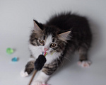 Кошки в Ногинске: Котенок девочка в добрые руки Девочка, Бесплатно - фото 5
