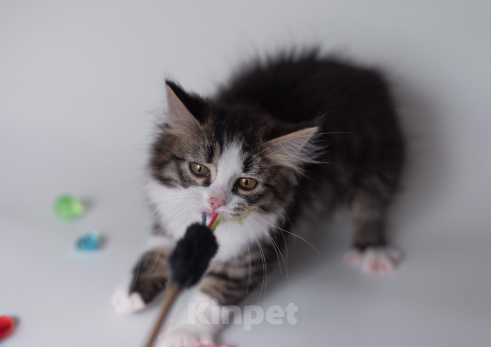 Кошки в Ногинске: Котенок девочка в добрые руки Девочка, Бесплатно - фото 5