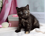 Кошки в Мурином: Британская кошечка окраса черный черепаховый Девочка, 30 000 руб. - фото 8