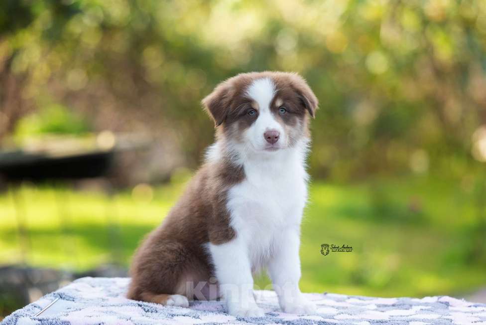 Собаки в Москве: австралийская овчарка аусси Мальчик, 60 000 руб. - фото 8