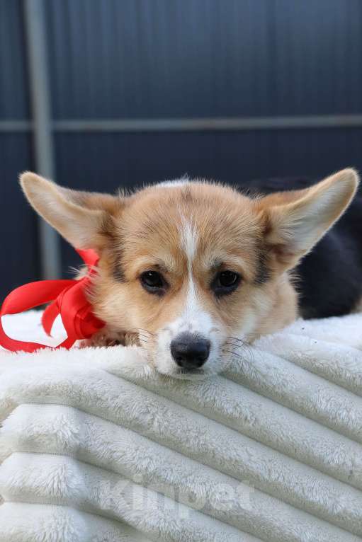 Собаки в Москве: Щенки коржики Девочка, 65 000 руб. - фото 4