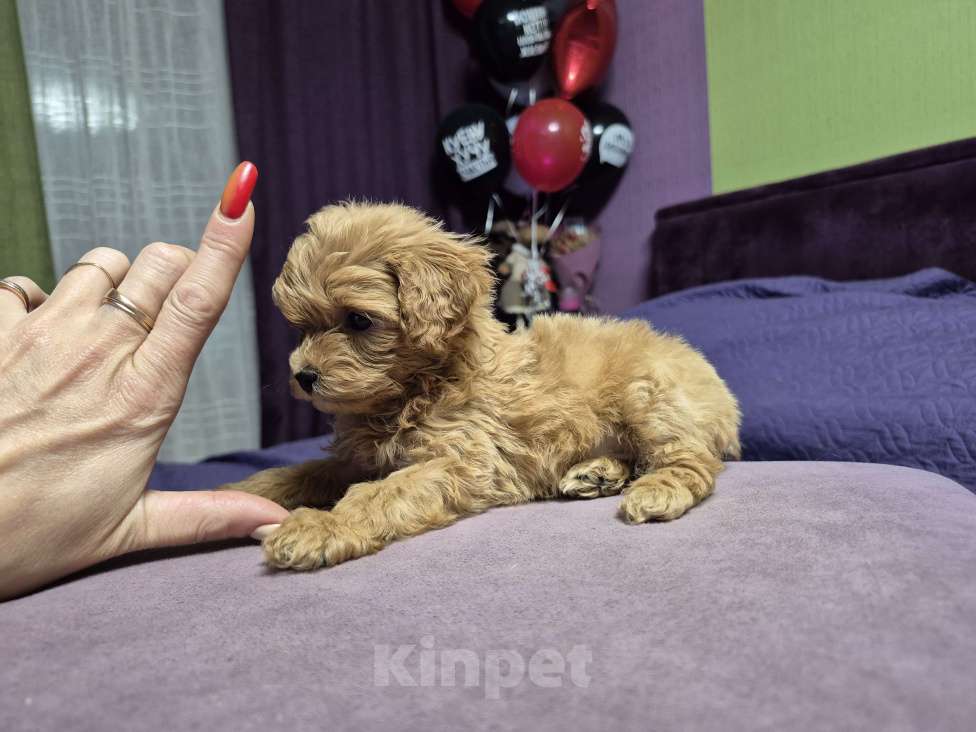 Собаки в Москве: Рыжая девочка мальтипу Девочка, 100 000 руб. - фото 2