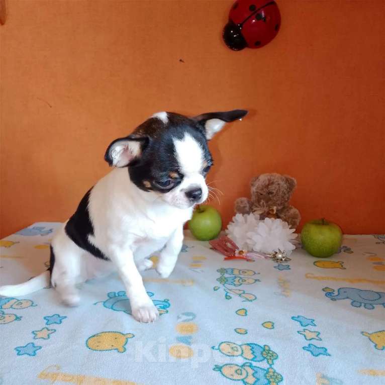 Собаки в Москве: Чихуахуа девочка к/ш, щенок Девочка, 50 000 руб. - фото 4