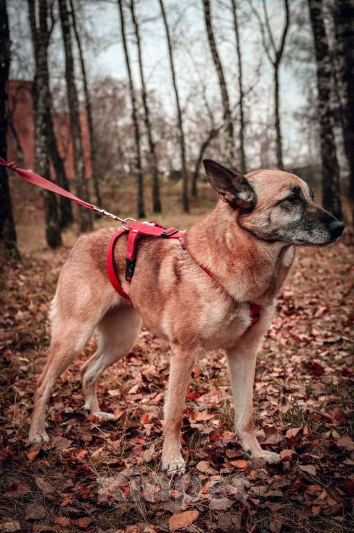 Собаки в Москве: Бемби Девочка, Бесплатно - фото 6