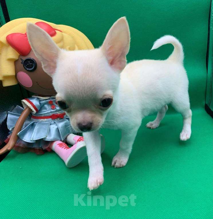 Собаки в Москве: Щенок чихуахуа мальчик короткошерстный.  Мальчик, 60 000 руб. - фото 2