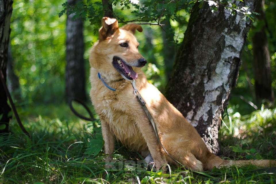 Собаки в Москве: Мартин Мальчик, Бесплатно - фото 2