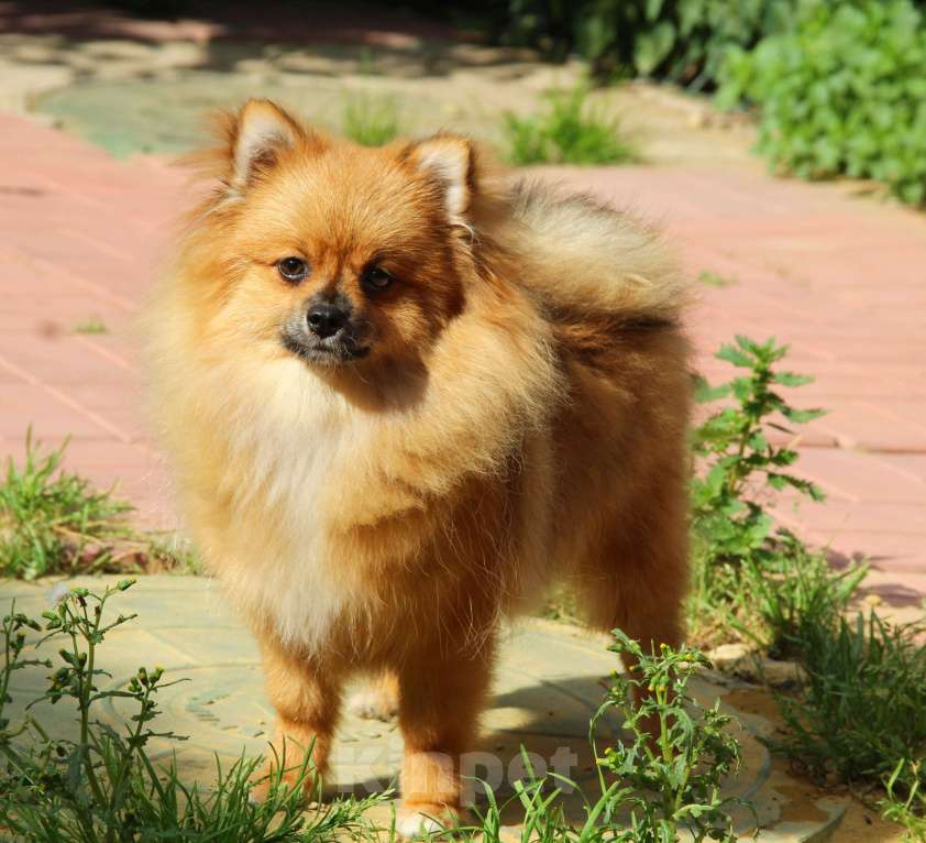 Собаки в Раменском: Девочка шпица  Девочка, 25 000 руб. - фото 3