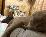 Кошки в Орлове: Вязка, 1 000 руб. - фото 1