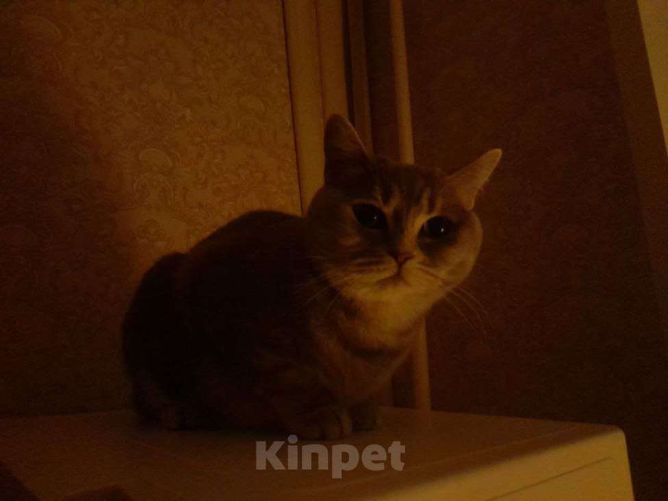 Кошки в Уфе: Отдаю кошку в добрые руки Девочка, Бесплатно - фото 1