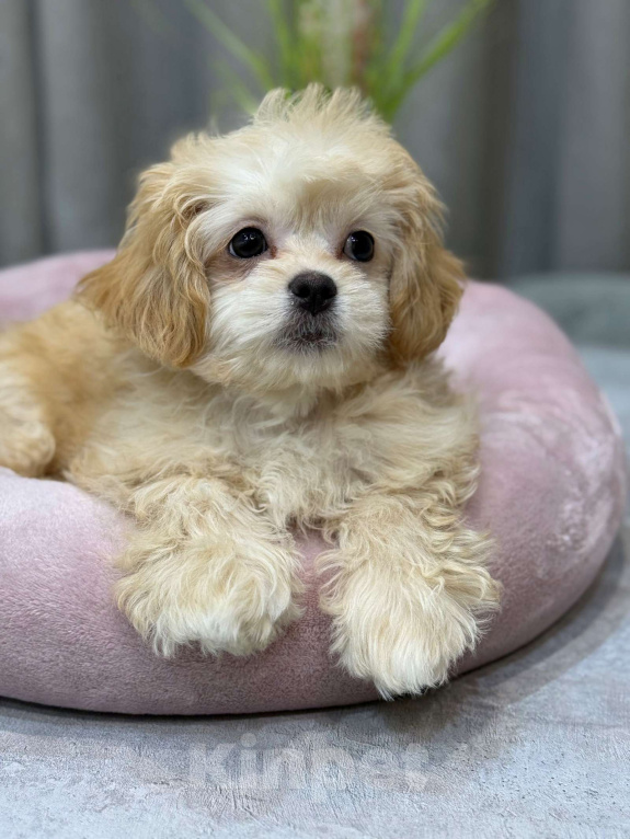 Собаки в Москве: Taya Девочка, Бесплатно - фото 7