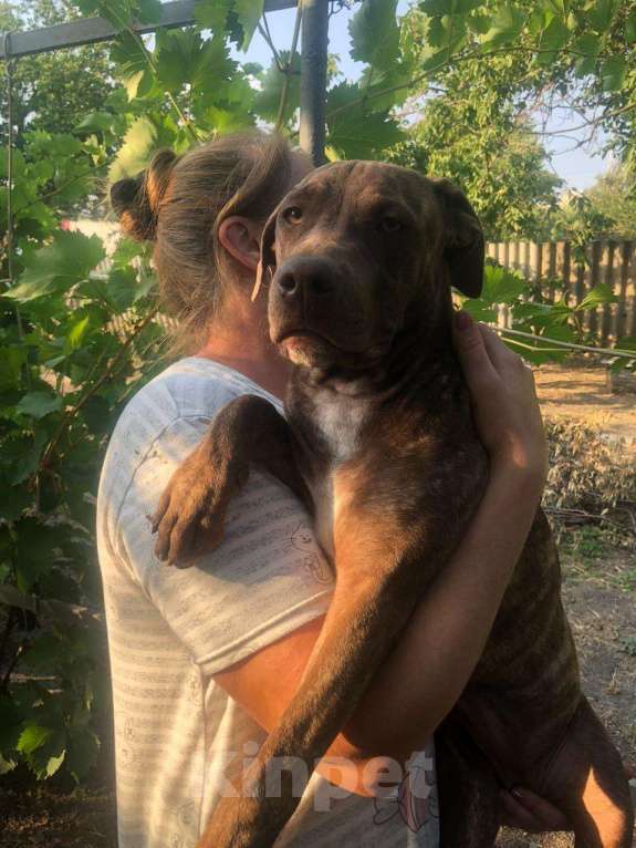 Собаки в Шахте: Питбуль девочки  Девочка, 20 000 руб. - фото 4