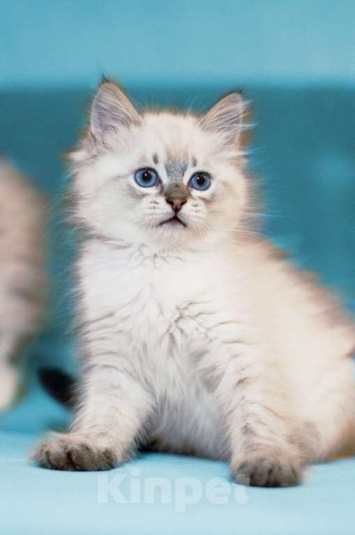 Кошки в Санкт-Петербурге: невский маскарадный котенок Мальчик, Бесплатно - фото 3