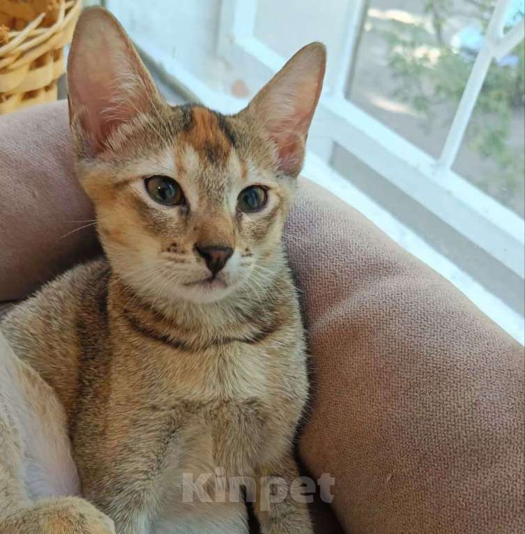 Кошки в Москве: Породистую кошечку выкинули Девочка, Бесплатно - фото 3