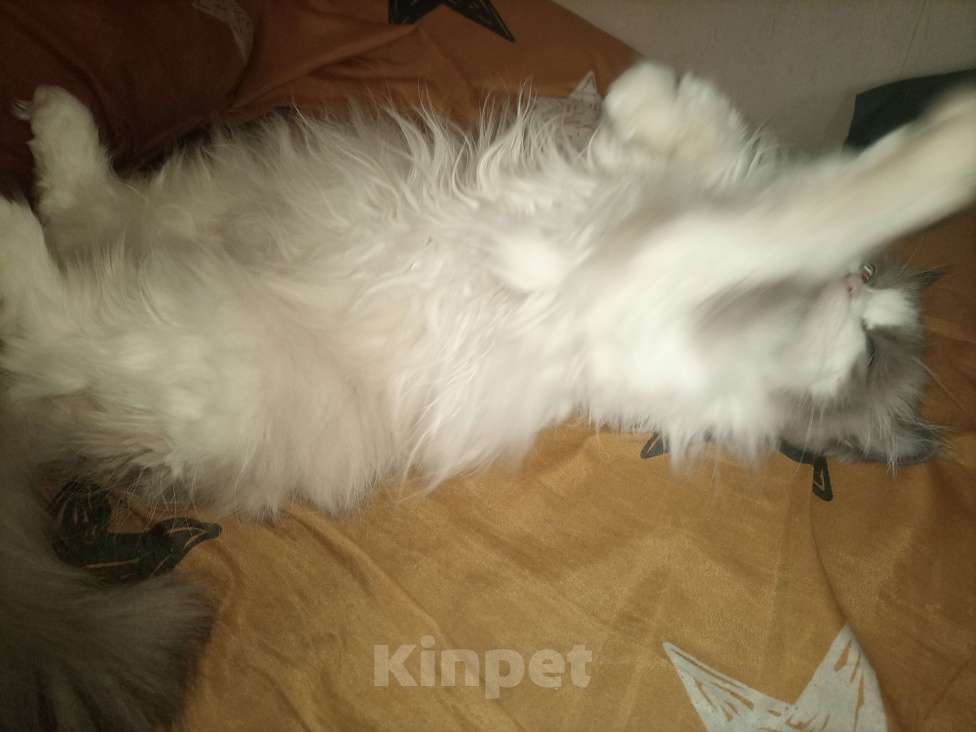 Кошки в Сосновом Бору: Девочка на вязку регдолл😽😽😽 Девочка, Бесплатно - фото 5