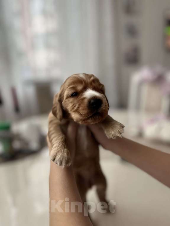 Собаки в Москве: Ханна Девочка, 60 000 руб. - фото 1