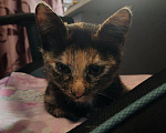 Кошки в Наро-Фоминске: Котенок в добрые руки Девочка, Бесплатно - фото 1