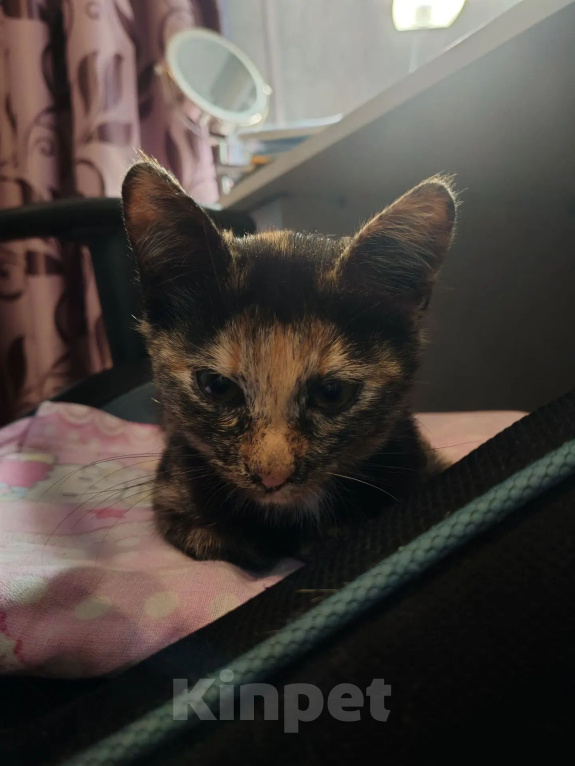 Кошки в Наро-Фоминске: Котенок в добрые руки Девочка, Бесплатно - фото 1