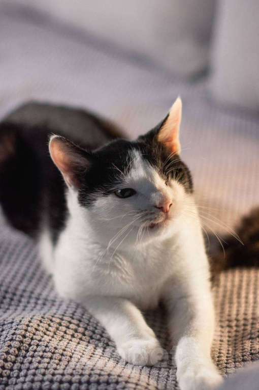 Кошки в Балашихе: Каспер, одноглазый котенок Мальчик, Бесплатно - фото 4