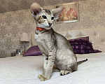 Кошки в Балашихе: Ориентальная кошечка Дорис Девочка, 95 000 руб. - фото 2