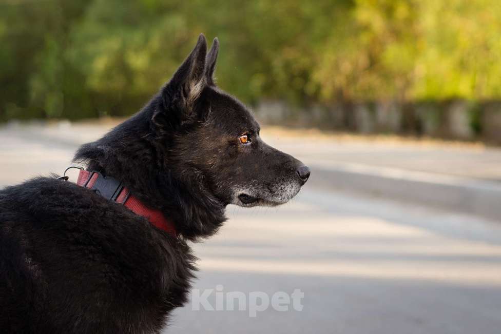 Собаки в Москве: Очень умный пёс-компаньон Мальчик, Бесплатно - фото 9