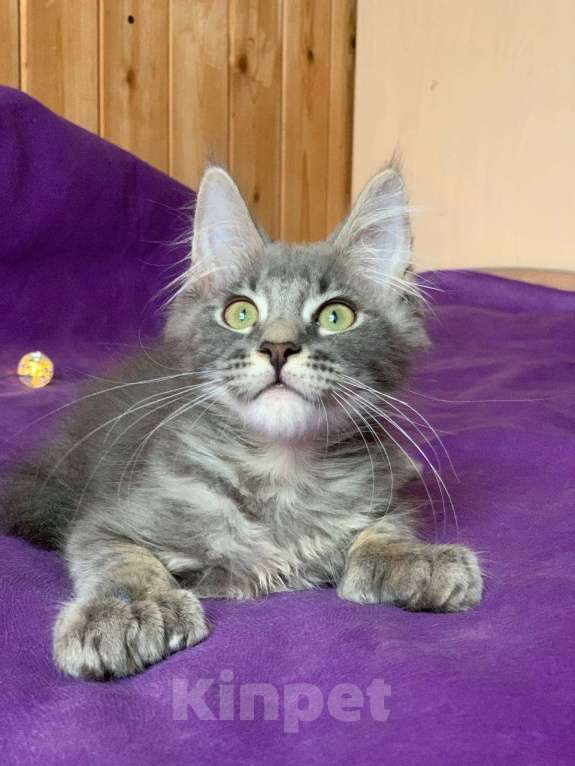 Кошки в Челябинске: КОТЕНОК МЕЙН-КУН ПОЛИДАКТ  Мальчик, Бесплатно - фото 4