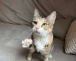 Кошки в Балашихе: Муза, кошечка с раком Девочка, Бесплатно - фото 3