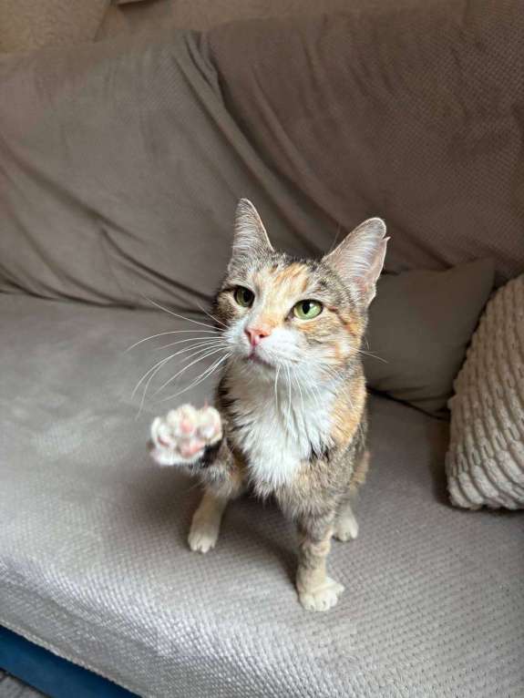 Кошки в Балашихе: Муза, кошечка с раком Девочка, Бесплатно - фото 3