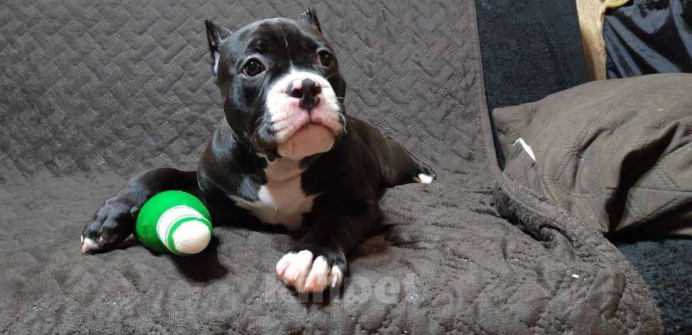Собаки в Миассе: Щенок Американского булли в типе покет Девочка, 65 000 руб. - фото 4