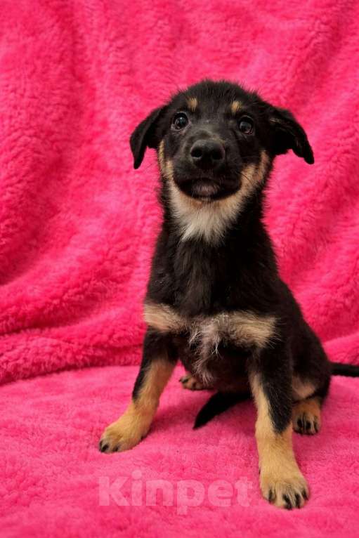 Собаки в Химках: Девочка Гайка Девочка, Бесплатно - фото 5