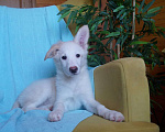 Собаки в Белоозёрском: Крошка Сью в добрые руки! Девочка, 100 руб. - фото 6