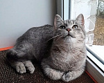 Кошки в Санкт-Петербурге: Милейший котенок ищет дом! Девочка, Бесплатно - фото 1