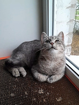 Милейший котенок ищет дом!