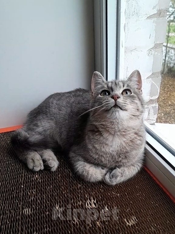 Кошки в Санкт-Петербурге: Милейший котенок ищет дом! Девочка, Бесплатно - фото 1