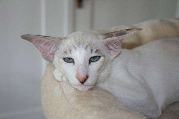 Сейшельская кошка