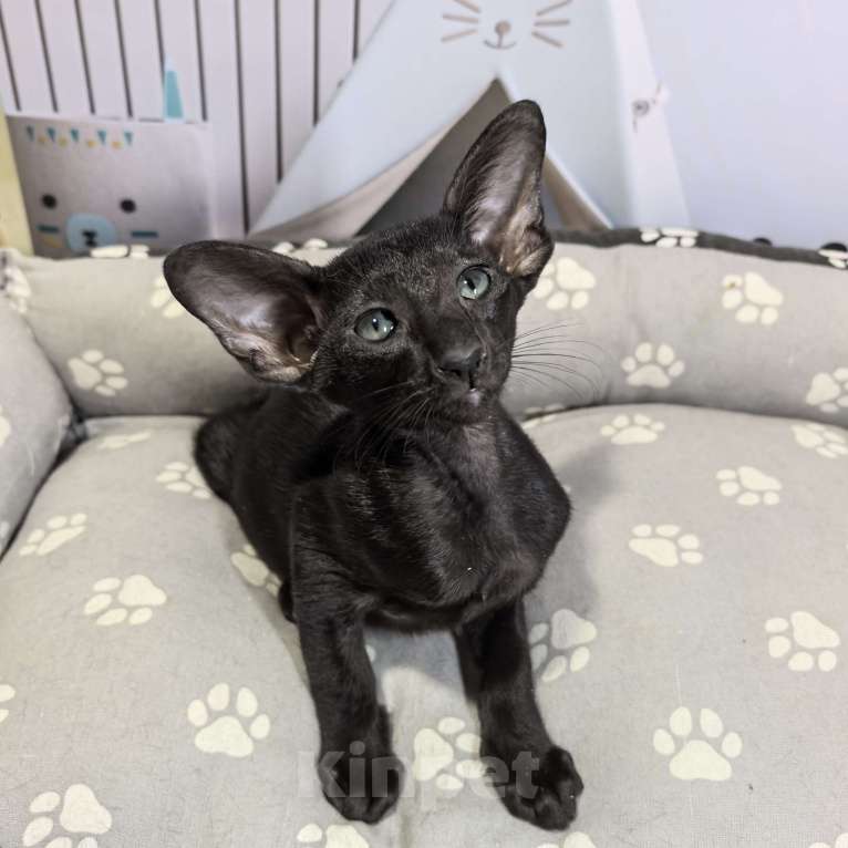 Кошки в Вологде: Малыши Мальчик, 45 000 руб. - фото 3