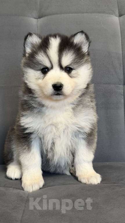 Собаки в Санкт-Петербурге: Девочка помски Девочка, 40 000 руб. - фото 5