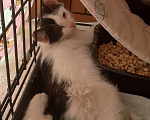 Кошки в Жуковском: Котенок девочка с мусорки Девочка, Бесплатно - фото 4