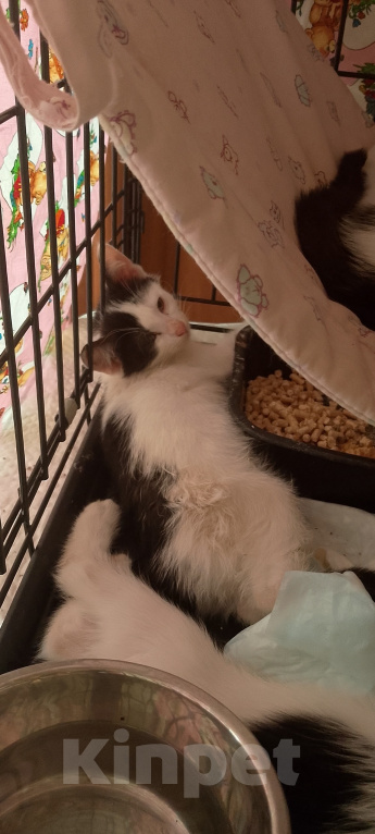 Кошки в Жуковском: Котенок девочка с мусорки Девочка, Бесплатно - фото 4