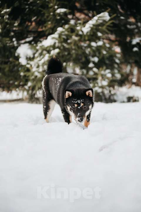 Собаки в Новосибирске: Прекрасная девочка сиба-ину Девочка, 40 000 руб. - фото 3