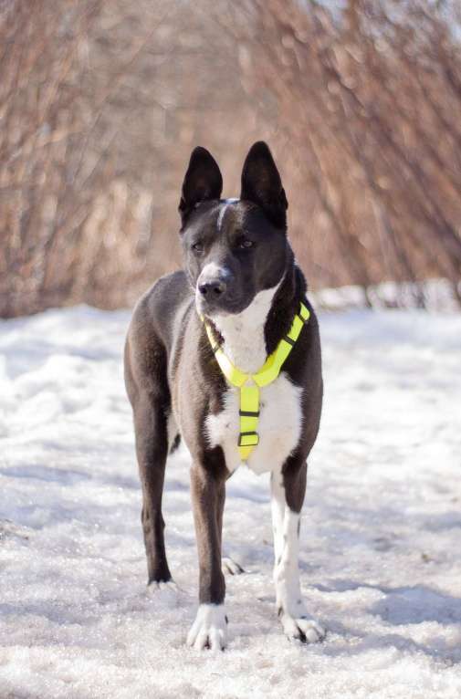 Собаки в Москве: Статная добрая Тайра в поисках заботливой семьи и своего дома Девочка, Бесплатно - фото 4