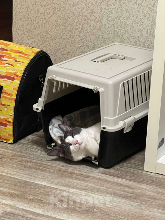 Кошки в Санкт-Петербурге: Котенок Томас ищет дом Мальчик, Бесплатно - фото 5