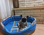Собаки в Краснодаре: Щенок французского бульдога Мальчик, 35 000 руб. - фото 3