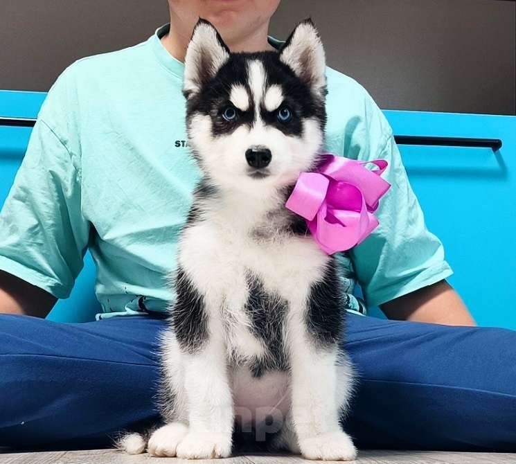 Собаки в Иркутске: Хаски Щенки Разных окрасов Разнополые, Бесплатно - фото 1