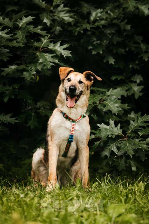 Собаки в Москве: Трепетный Джой Мальчик, Бесплатно - фото 2