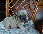 Собаки в Москве: Милый мальчик французский бульдог. Мальчик, 65 000 руб. - фото 3