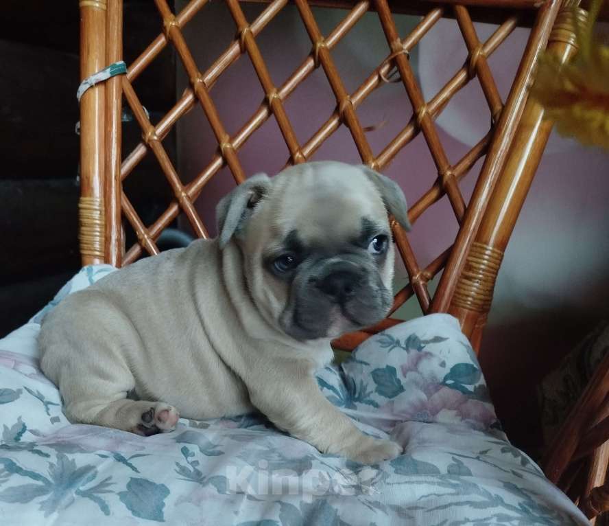 Собаки в Москве: Милый мальчик французский бульдог. Мальчик, 65 000 руб. - фото 3