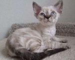 Кошки в Люберцах: Девон-рекс котята Мальчик, Бесплатно - фото 2