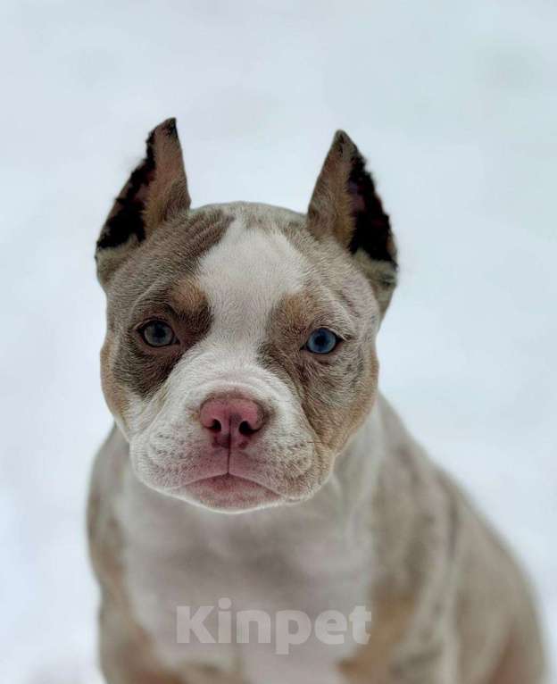 Собаки в других городах Московской области: Предлагаются шикарные малыши Американский Булли разных типов 🤗 Разнополые, Бесплатно - фото 6